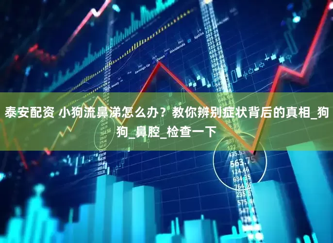 泰安配资 小狗流鼻涕怎么办？教你辨别症状背后的真相_狗狗_鼻腔_检查一下